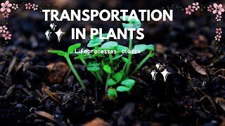 TRANSPORTATION IN PLANTS [upl. by Quiteria453]