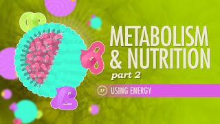 Metabolism amp Nutrition Part 2 Crash Course Anatomy amp Physiology 37 [upl. by Notac]