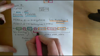 The PI3K  AKT  mTOR Pathway and Cancer Part 3 [upl. by Tuck]