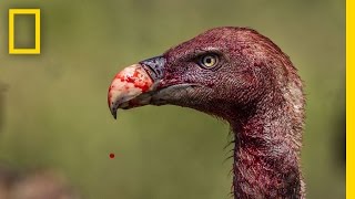 Vultures  Photographing the Antiheroes of Our Ecosystems  Exposure [upl. by Yrocej351]