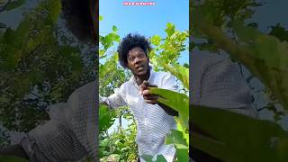 Funny video😂🤣funny comedy shorts surajrox realfools surajroxfunnyvibeo youtubeshorts [upl. by Ulphiah]