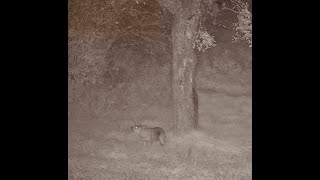 A Coyote eating apples Delish our apples are Benezette Pa Elk cam  HDONTAP [upl. by Eltotsira492]