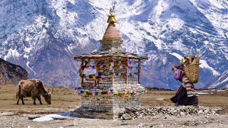 Where Tibet and Nepal Meet Tsum Valley Trekking Nepal Himalaya [upl. by Ilegna]