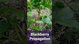 Blackberry Propagation Tip Layering Results [upl. by Asina229]