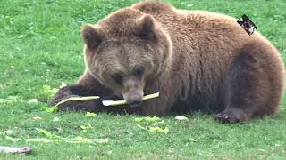 Les 3 Ours bruns dEurope de Beauval sont des femelles  Zoo de Beauval Loir et Cher France [upl. by Mallissa]