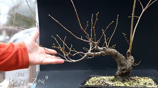 Pruning My Small Leaf Linden The Bonsai Zone Dec 2022 [upl. by Ajnin]