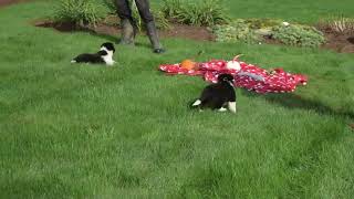 Border Collie Puppies For Sale [upl. by Bred]