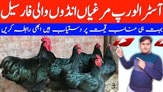 Australorp chickens For sale  Golden Misri Chicks  Golden Misri Farming in Pakistan 2024 [upl. by Rivard372]