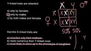 How X and Ylinked traits are inherited [upl. by Faso]