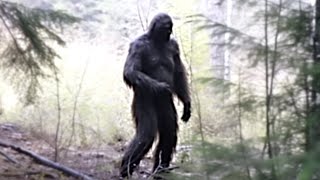 The Clearest Bigfoot Photographs That You Have Never Seen Before [upl. by Alonzo]