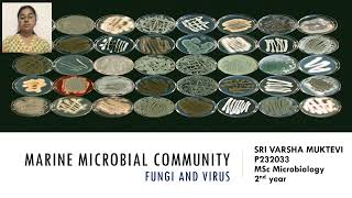 Marine Microbial Community Fungi amp Virus by Sri Varsha Muktevi [upl. by Casilda6]