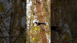 Greater Racket Tailed Drongo  parambikulam tiger reserve wildlife forest nature keralaforest [upl. by Aknayirp454]