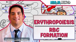 Hematology  Erythropoiesis Red Blood Cell Formation Part 1 [upl. by Kenric]