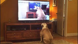 Bulldog Watches Video Of Herself Her ReactionPriceless [upl. by Bluh]