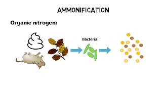 What is TKN ammonia ammonium  nitrogen cycle [upl. by Nwahsyd]