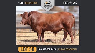 Lot 58  Vlakte Bonsmara Bulveiling  18 Okt 2024 [upl. by Haelak]