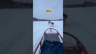 Going on a HUSKY sled ride Lapland What a difference travelvlog husky lapland finland asmr [upl. by Walston]