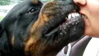 Vicious Rotty attacking owners face [upl. by Anerda]