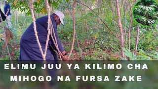 ELIMU JUU YA KILIMO CHA MIHOGO NA FURSA ZAKE [upl. by Ginelle]