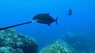 Hawaii Spearfishing  3prongin’ [upl. by Etteraj490]