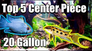 Top 5 Center Piece Fish For Your 20 Gallon Aquarium [upl. by Nehtiek]