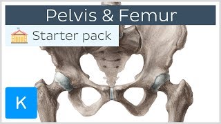 Pelvis Hip bone and Femur  Human Anatomy  Kenhub [upl. by Peppi397]