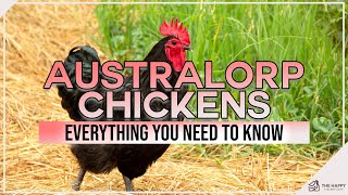 Australorp Chickens Everything You Need To Know [upl. by Ardnasirhc]