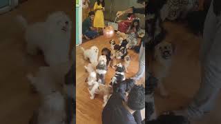 Twisty talesPuppy dogslocatedChennaiShort VideoPuppy dogs [upl. by Ozzie]