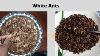 How I prepare White ants Enswa [upl. by Dasie21]