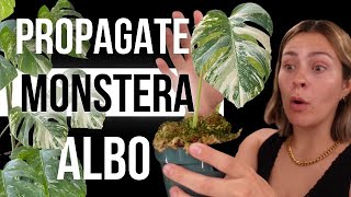 The EASY Way to Propagate Variegated Monstera Albo from Start to Finish [upl. by Vasta]