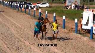 CORRIDA DE CAVALOS LAVRADOR X MERIDA [upl. by Sissie]