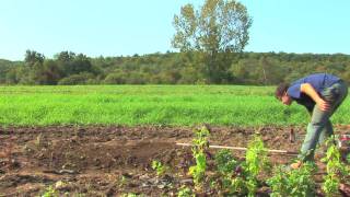 Vegetable Gardening  How to Grow Bell Peppers [upl. by Anah]