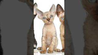 10 Smallest Cat Breeds You Need to Adopt [upl. by Joshi]