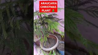 How to care ARAUCARIA Christmas tree plant please like and subscribe my channel pleaseplantsshorts [upl. by Queri]