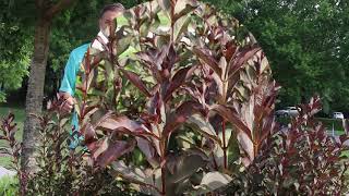 Weigela Weigela florida  Plant Identification [upl. by Mariandi]