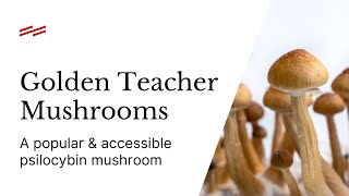 Golden Teacher Mushrooms What You Need To Know [upl. by Petta304]