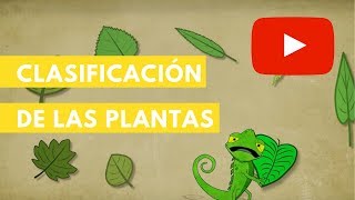 Clasificación de las plantas  Camaleón [upl. by Hayikat]