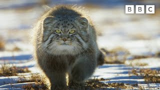 World’s Grumpiest Cat I Frozen Planet II I BBC [upl. by Egor]