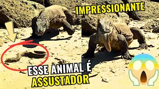 DRAGAO DE KOMODO  É IMPRESSIONANTE O TAMANHO E A FORÇA DESSE ANIMAL [upl. by Naggem]