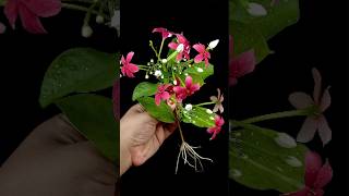 How to Grow combretum indicum madhumalti flower tree from cutting flower bud in a aloe vera [upl. by Ellitnahc701]