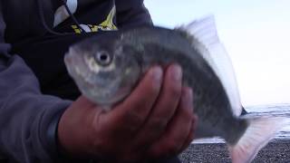 Redtail Perch at the mouth of the Klamath River [upl. by Netneuq]