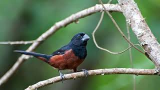 Bullfinch Trinidad HD Audio [upl. by Sahpec]