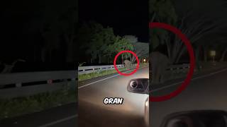 Se encontraron con un elefante muy agresivo 😳 [upl. by Colbye]