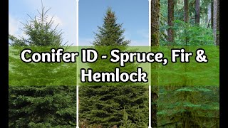 Conifer Identification Spruce Fir and Hemlock [upl. by Sarette]