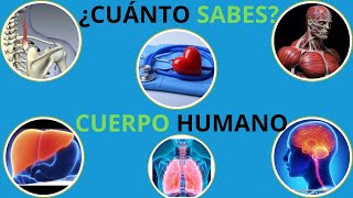 ¿Cuánto sabes de ANATOMÍA HUMANA 19 preguntasQUIZRETO [upl. by Giorgio509]