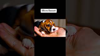 The Micro Basset on a Hand Puppy puppies [upl. by Joon]