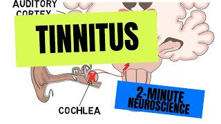 2Minute Neuroscience Tinnitus [upl. by Llennhoj997]