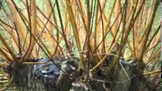 Salix viminalis  Common Osier  Basket Willow [upl. by Ahsitan]