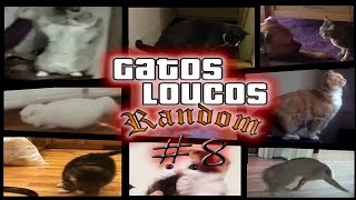 Gatos engraçados e Loucos Random 8  Funny and Crazy Cats [upl. by Nnylyar]