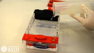 Agarose Gel Electrophoresis of DNA fragments amplified using PCR [upl. by Ycak255]